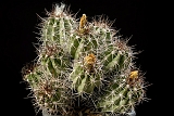 Copiapoa sp 16 cm 100.00 €